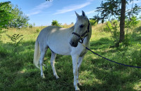 Vente de cheval : Gominola